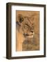 Botswana. Chobe National Park. Savuti. Female Lion-Inger Hogstrom-Framed Photographic Print