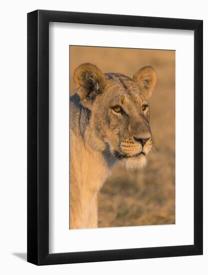 Botswana. Chobe National Park. Savuti. Female Lion-Inger Hogstrom-Framed Photographic Print