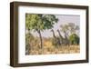 Botswana. Chobe National Park. Savuti. Giraffes Intently Watching a Hidden Lion in the Bush-Inger Hogstrom-Framed Photographic Print