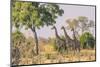 Botswana. Chobe National Park. Savuti. Giraffes Intently Watching a Hidden Lion in the Bush-Inger Hogstrom-Mounted Photographic Print