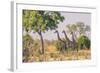 Botswana. Chobe National Park. Savuti. Giraffes Intently Watching a Hidden Lion in the Bush-Inger Hogstrom-Framed Photographic Print