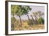 Botswana. Chobe National Park. Savuti. Giraffes Intently Watching a Hidden Lion in the Bush-Inger Hogstrom-Framed Photographic Print