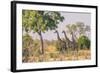 Botswana. Chobe National Park. Savuti. Giraffes Intently Watching a Hidden Lion in the Bush-Inger Hogstrom-Framed Photographic Print