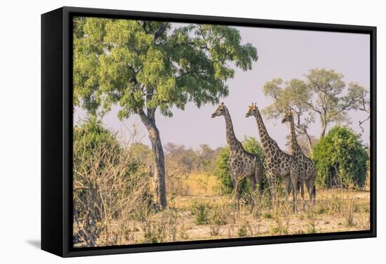 Botswana. Chobe National Park. Savuti. Giraffes Intently Watching a Hidden Lion in the Bush-Inger Hogstrom-Framed Stretched Canvas