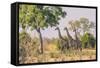 Botswana. Chobe National Park. Savuti. Giraffes Intently Watching a Hidden Lion in the Bush-Inger Hogstrom-Framed Stretched Canvas