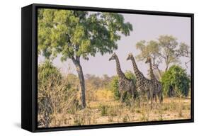 Botswana. Chobe National Park. Savuti. Giraffes Intently Watching a Hidden Lion in the Bush-Inger Hogstrom-Framed Stretched Canvas