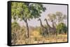 Botswana. Chobe National Park. Savuti. Giraffes Intently Watching a Hidden Lion in the Bush-Inger Hogstrom-Framed Stretched Canvas