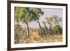 Botswana. Chobe National Park. Savuti. Giraffes Intently Watching a Hidden Lion in the Bush-Inger Hogstrom-Framed Photographic Print