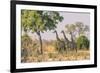 Botswana. Chobe National Park. Savuti. Giraffes Intently Watching a Hidden Lion in the Bush-Inger Hogstrom-Framed Photographic Print