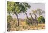 Botswana. Chobe National Park. Savuti. Giraffes Intently Watching a Hidden Lion in the Bush-Inger Hogstrom-Framed Photographic Print