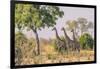 Botswana. Chobe National Park. Savuti. Giraffes Intently Watching a Hidden Lion in the Bush-Inger Hogstrom-Framed Photographic Print