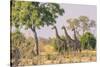 Botswana. Chobe National Park. Savuti. Giraffes Intently Watching a Hidden Lion in the Bush-Inger Hogstrom-Stretched Canvas