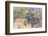 Botswana. Chobe National Park. Savuti. Greater Kudu-Inger Hogstrom-Framed Photographic Print