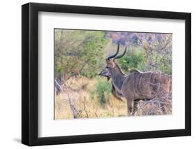 Botswana. Chobe National Park. Savuti. Greater Kudu-Inger Hogstrom-Framed Photographic Print