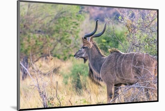 Botswana. Chobe National Park. Savuti. Greater Kudu-Inger Hogstrom-Mounted Photographic Print