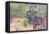 Botswana. Chobe National Park. Savuti. Greater Kudu-Inger Hogstrom-Framed Stretched Canvas