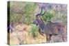 Botswana. Chobe National Park. Savuti. Greater Kudu-Inger Hogstrom-Stretched Canvas