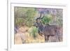 Botswana. Chobe National Park. Savuti. Greater Kudu-Inger Hogstrom-Framed Photographic Print