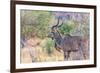 Botswana. Chobe National Park. Savuti. Greater Kudu-Inger Hogstrom-Framed Photographic Print