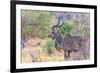 Botswana. Chobe National Park. Savuti. Greater Kudu-Inger Hogstrom-Framed Photographic Print