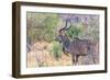 Botswana. Chobe National Park. Savuti. Greater Kudu-Inger Hogstrom-Framed Photographic Print