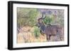 Botswana. Chobe National Park. Savuti. Greater Kudu-Inger Hogstrom-Framed Photographic Print