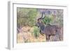 Botswana. Chobe National Park. Savuti. Greater Kudu-Inger Hogstrom-Framed Photographic Print