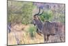 Botswana. Chobe National Park. Savuti. Greater Kudu-Inger Hogstrom-Mounted Photographic Print