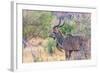 Botswana. Chobe National Park. Savuti. Greater Kudu-Inger Hogstrom-Framed Photographic Print