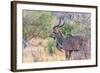 Botswana. Chobe National Park. Savuti. Greater Kudu-Inger Hogstrom-Framed Photographic Print