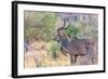 Botswana. Chobe National Park. Savuti. Greater Kudu-Inger Hogstrom-Framed Photographic Print