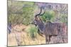 Botswana. Chobe National Park. Savuti. Greater Kudu-Inger Hogstrom-Mounted Photographic Print