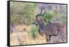 Botswana. Chobe National Park. Savuti. Greater Kudu-Inger Hogstrom-Framed Stretched Canvas