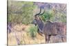 Botswana. Chobe National Park. Savuti. Greater Kudu-Inger Hogstrom-Stretched Canvas