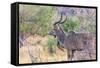 Botswana. Chobe National Park. Savuti. Greater Kudu-Inger Hogstrom-Framed Stretched Canvas