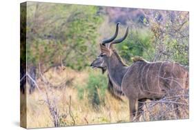 Botswana. Chobe National Park. Savuti. Greater Kudu-Inger Hogstrom-Stretched Canvas