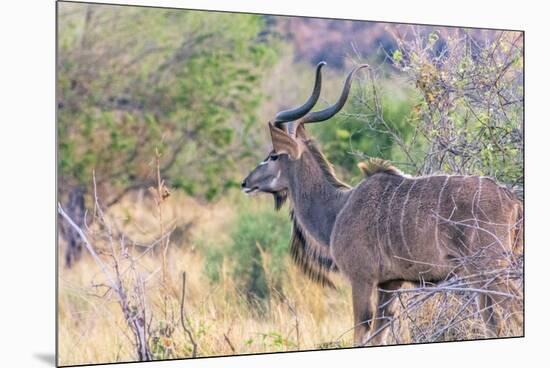 Botswana. Chobe National Park. Savuti. Greater Kudu-Inger Hogstrom-Mounted Premium Photographic Print