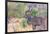 Botswana. Chobe National Park. Savuti. Greater Kudu-Inger Hogstrom-Framed Premium Photographic Print