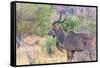 Botswana. Chobe National Park. Savuti. Greater Kudu-Inger Hogstrom-Framed Stretched Canvas