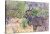 Botswana. Chobe National Park. Savuti. Greater Kudu-Inger Hogstrom-Stretched Canvas