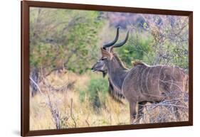 Botswana. Chobe National Park. Savuti. Greater Kudu-Inger Hogstrom-Framed Photographic Print