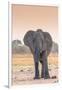 Botswana. Chobe National Park. Savuti. Harvey's Pan. Elephant at a Water Hole-Inger Hogstrom-Framed Photographic Print