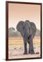 Botswana. Chobe National Park. Savuti. Harvey's Pan. Elephant at a Water Hole-Inger Hogstrom-Framed Photographic Print