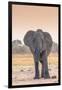 Botswana. Chobe National Park. Savuti. Harvey's Pan. Elephant at a Water Hole-Inger Hogstrom-Framed Photographic Print