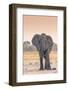 Botswana. Chobe National Park. Savuti. Harvey's Pan. Elephant at a Water Hole-Inger Hogstrom-Framed Photographic Print