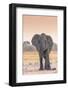 Botswana. Chobe National Park. Savuti. Harvey's Pan. Elephant at a Water Hole-Inger Hogstrom-Framed Photographic Print