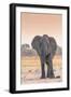 Botswana. Chobe National Park. Savuti. Harvey's Pan. Elephant at a Water Hole-Inger Hogstrom-Framed Photographic Print