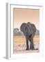 Botswana. Chobe National Park. Savuti. Harvey's Pan. Elephant at a Water Hole-Inger Hogstrom-Framed Photographic Print