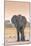 Botswana. Chobe National Park. Savuti. Harvey's Pan. Elephant at a Water Hole-Inger Hogstrom-Mounted Photographic Print