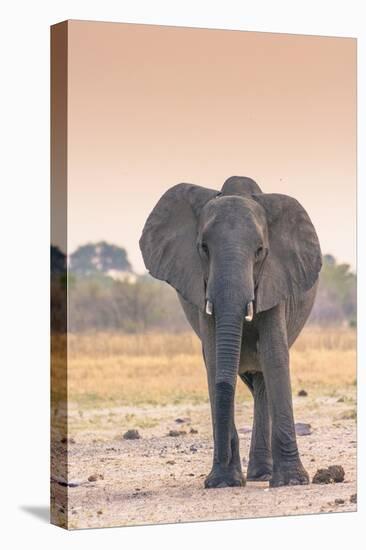 Botswana. Chobe National Park. Savuti. Harvey's Pan. Elephant at a Water Hole-Inger Hogstrom-Stretched Canvas